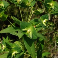 Euphorbia rothiana Spreng.